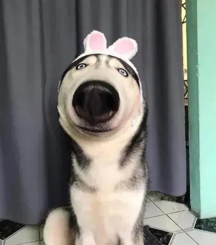 沙雕二哈朋友圈,小心逗坏你宝宝,今天你发了吗?