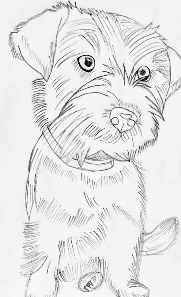 动物漫画图片铅笔画(用一只简单的铅笔画狗) - 赤虎壹号