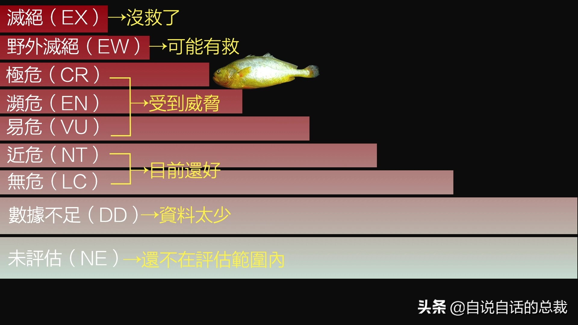 从4毛一斤到价比黄金，300万一条，40年来，大黄鱼到底经历了什么