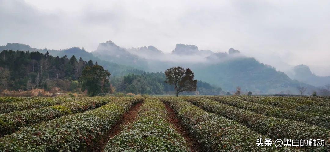 世界上最贵的茶，20克曾卖20万，如今是有钱都买不到的无价之宝