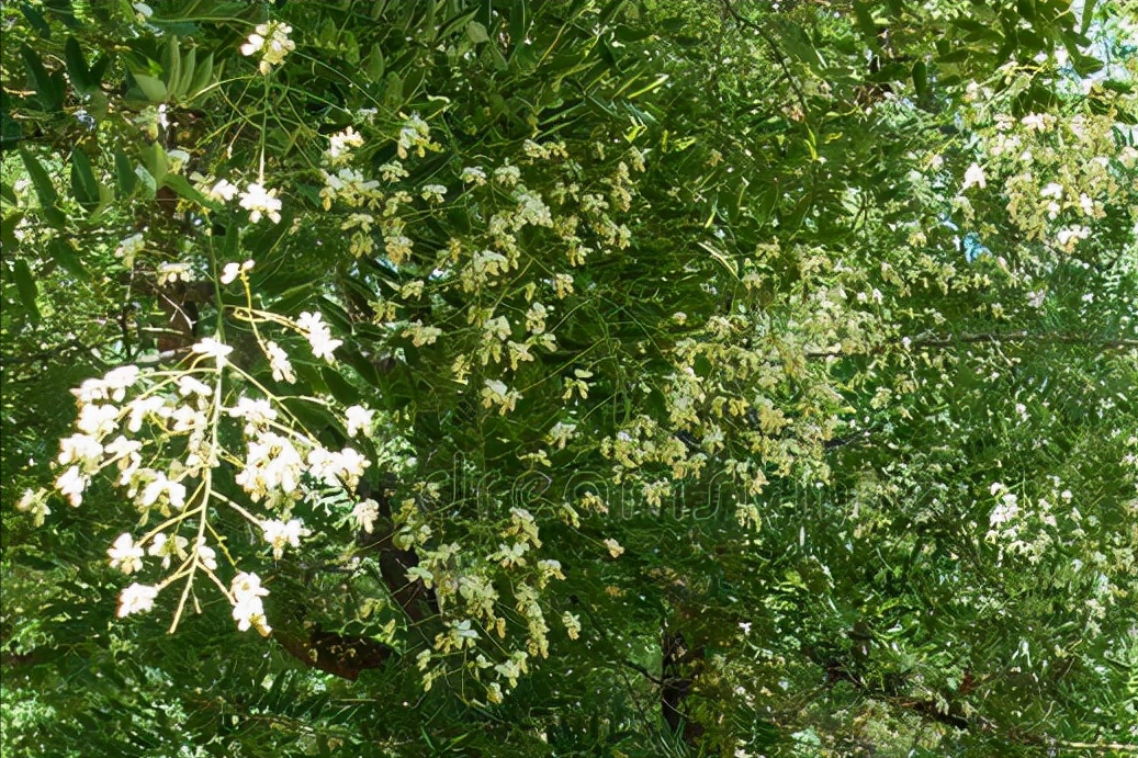 山蒜长什么样子（春天到了30种野菜辨别图片）