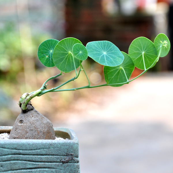 室内植物大全（40款超治愈的家居绿植介绍）