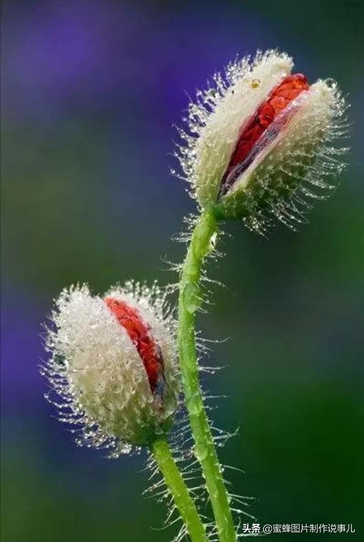 这些“吉祥花”，娇艳欲滴，姹紫嫣红，养在家里寓意深远