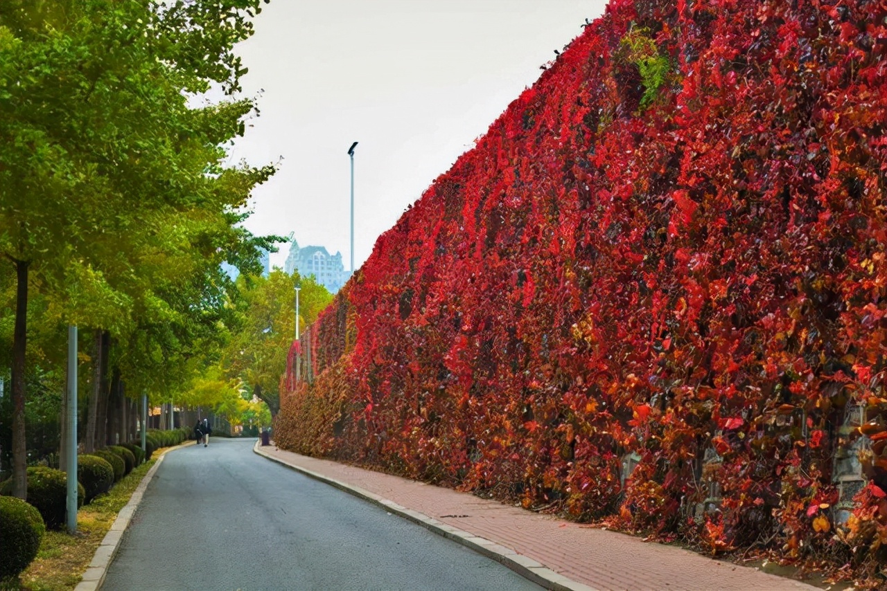 “紫藤挂云木，花蔓宜阳春”，藤蔓之美，美到心醉，网友：迷上了