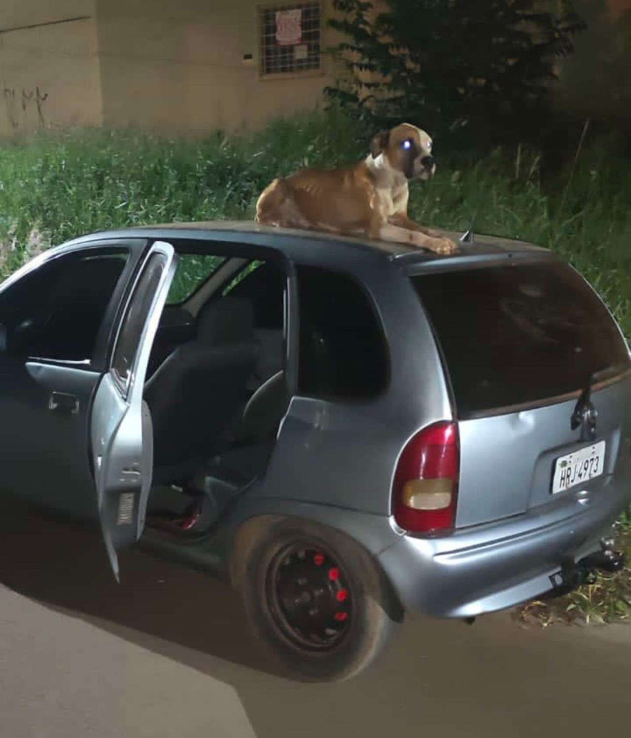 小哥车子被盗，等被警方找回时发现车顶趴着一只来路不明的流浪狗