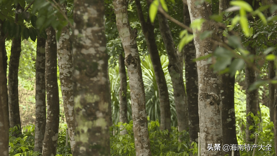 沉香树苗适合在哪里种植（盘点世界公认的沉香产地）