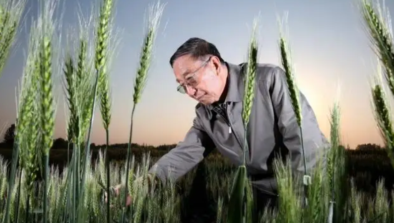 美國小麥畝產能有多少斤？和中國小麥畝產相比，哪國農民更賺錢？