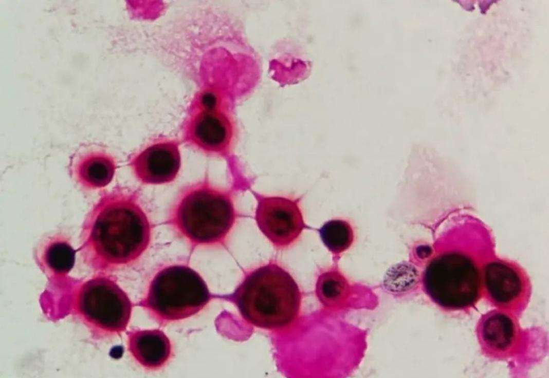 �ж�ŵ��������һ������������̷��䡱��ֳ������Ϊ����ڿƼ�