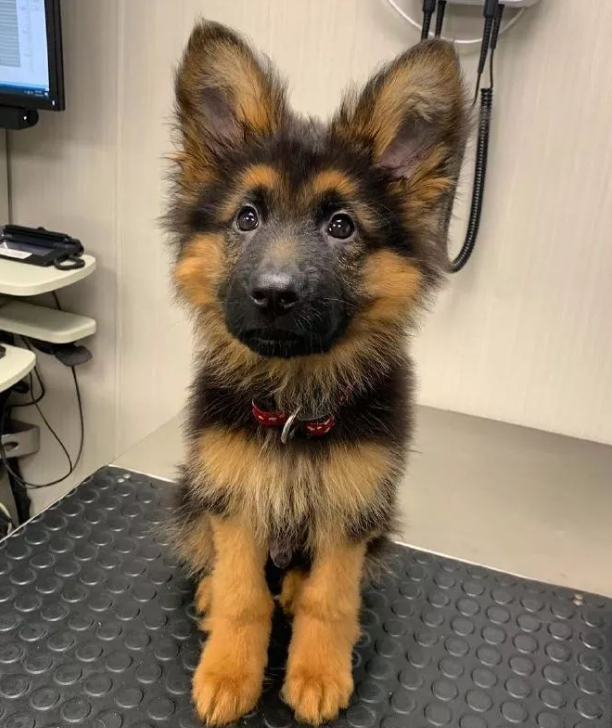 牧羊犬的肠胃都有点弱,德牧也不例外,幼犬时期的它们,最容易因为生病