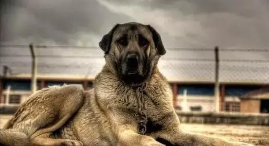 见到一定绕道走!地表战斗力爆表的12种猛犬,一獒战三狼战狮子?