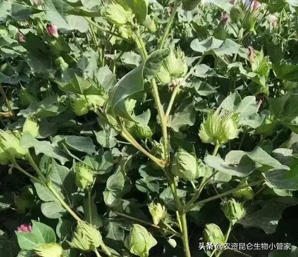 棉花喷施增产套餐的合适浓度？种植棉花增产施肥用什么叶面肥好