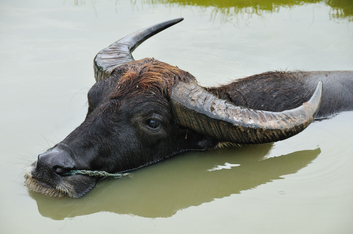 不同肤色的人种可以生育混血儿，为何黄牛和水牛却不能杂交生育？
