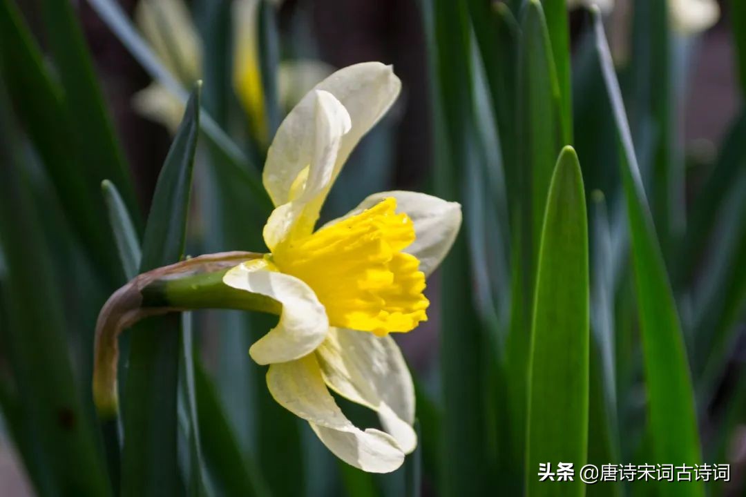 看遍春花，春未老