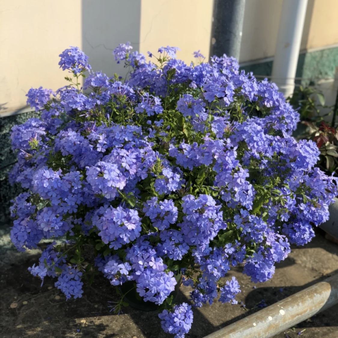 好看的花草有哪些（推荐7种越晒越泼辣的漂亮花）