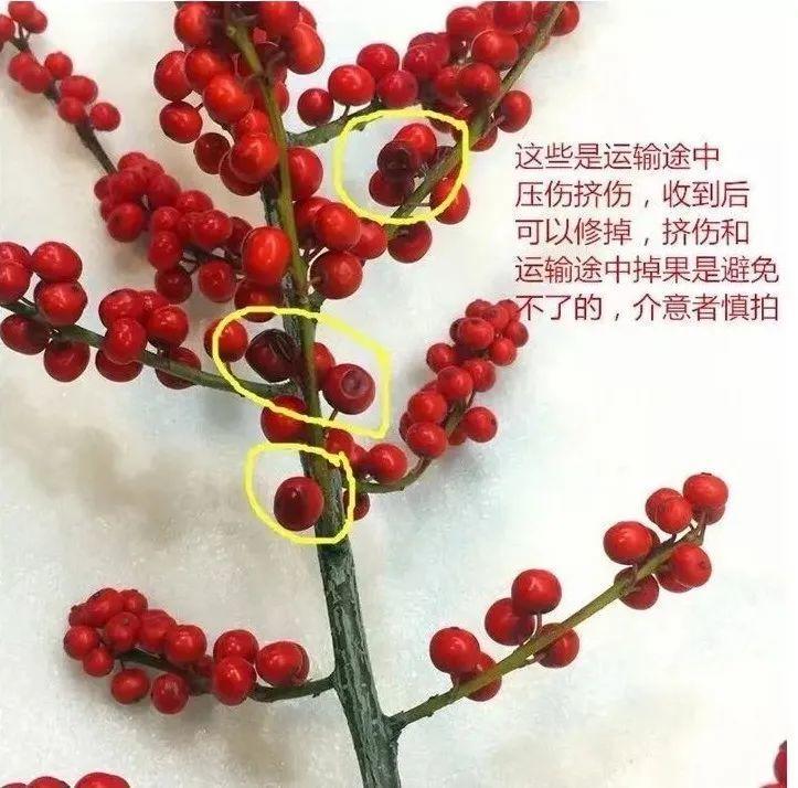 年宵花中的“爱马仕”，红果子挂满枝，红红火火大吉大利