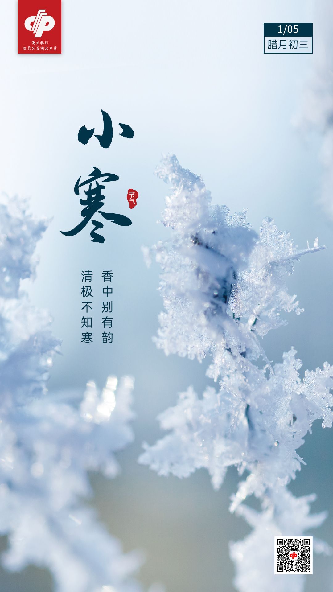 「精彩海报」小寒：香中别有韵 清极不知寒