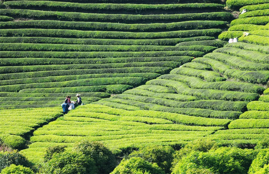 中国有哪些富硒茶？这四个地区最出名