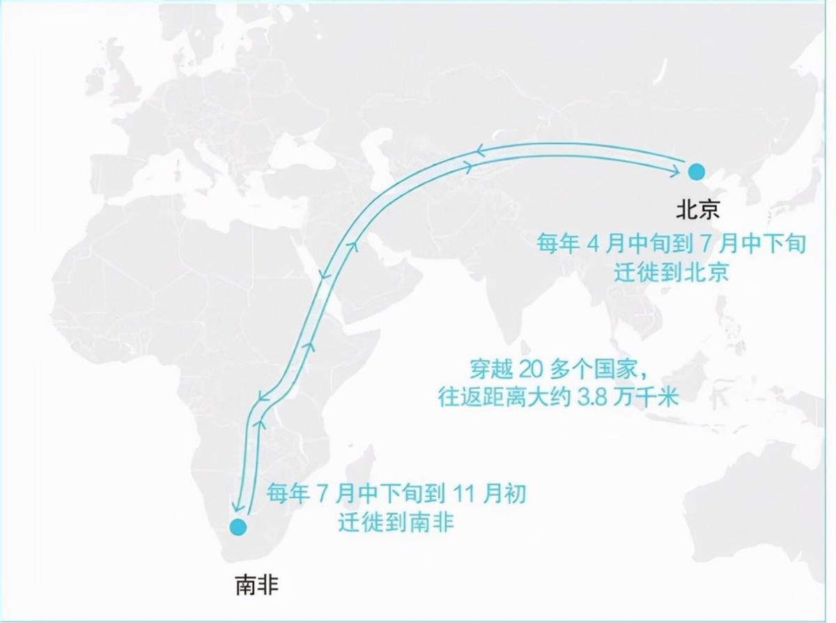 雨燕：在空中交尾，一生几乎都在飞行，为何说它们落地等于送死？