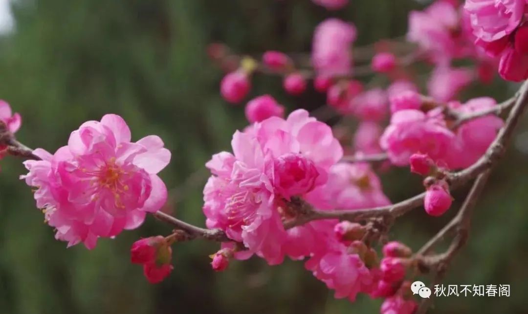 二月二花朝节林妹妹的生日，愿你不负花时不负良辰赴春日花开盛宴