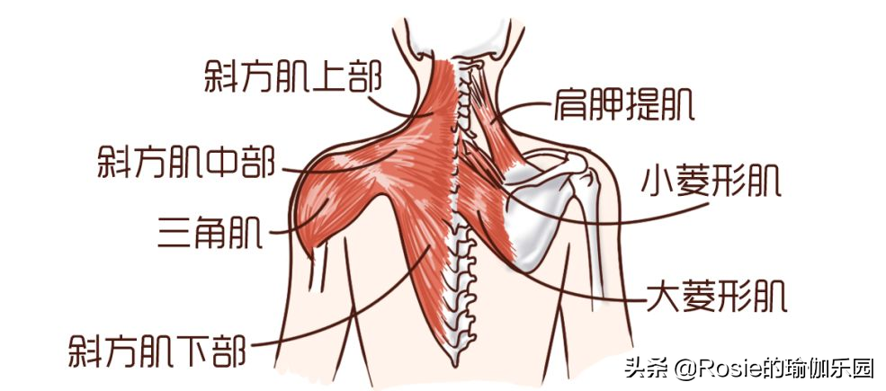 赵丽颖官宣美出新高度，体重不过百还是胖？四个体态问题要关注