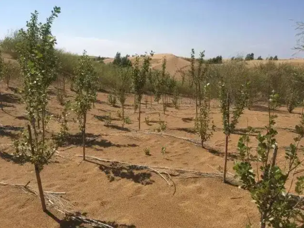 美科学家发现地球正“变绿”，原因在中印，专家却对印度很担忧？