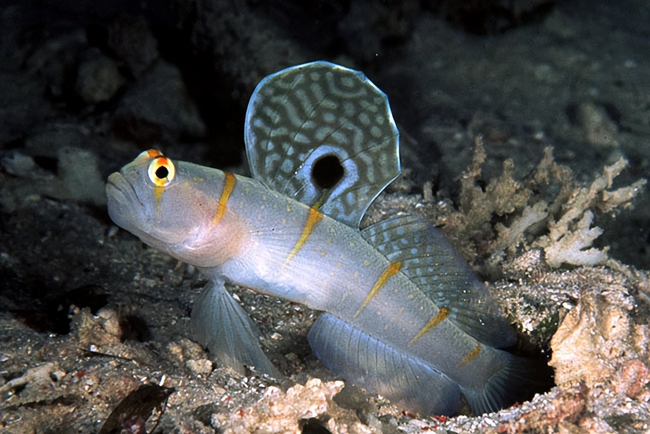 虾虎鱼:鱼小种类多,鱼类中的最大家族