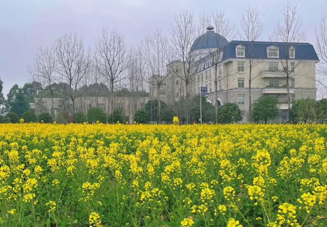 快来看看成都锦城学院的春日美景