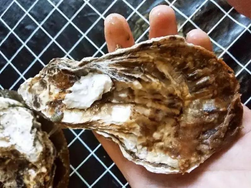 都是牡蠣，海蠣子和生蠔有何區別？弄懂再買不吃虧