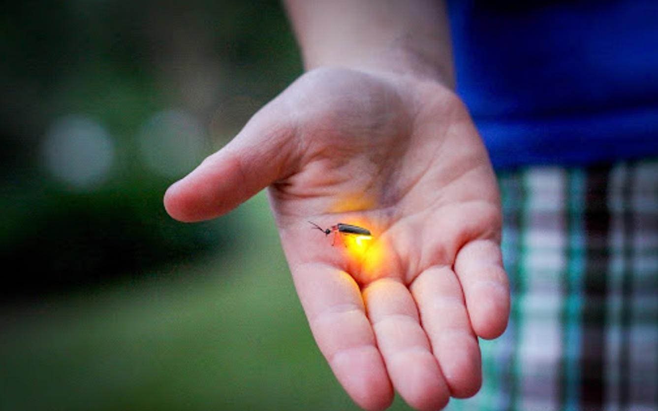 萤火虫为什么会发光（萤火虫发光是什么原理）-第1张图片