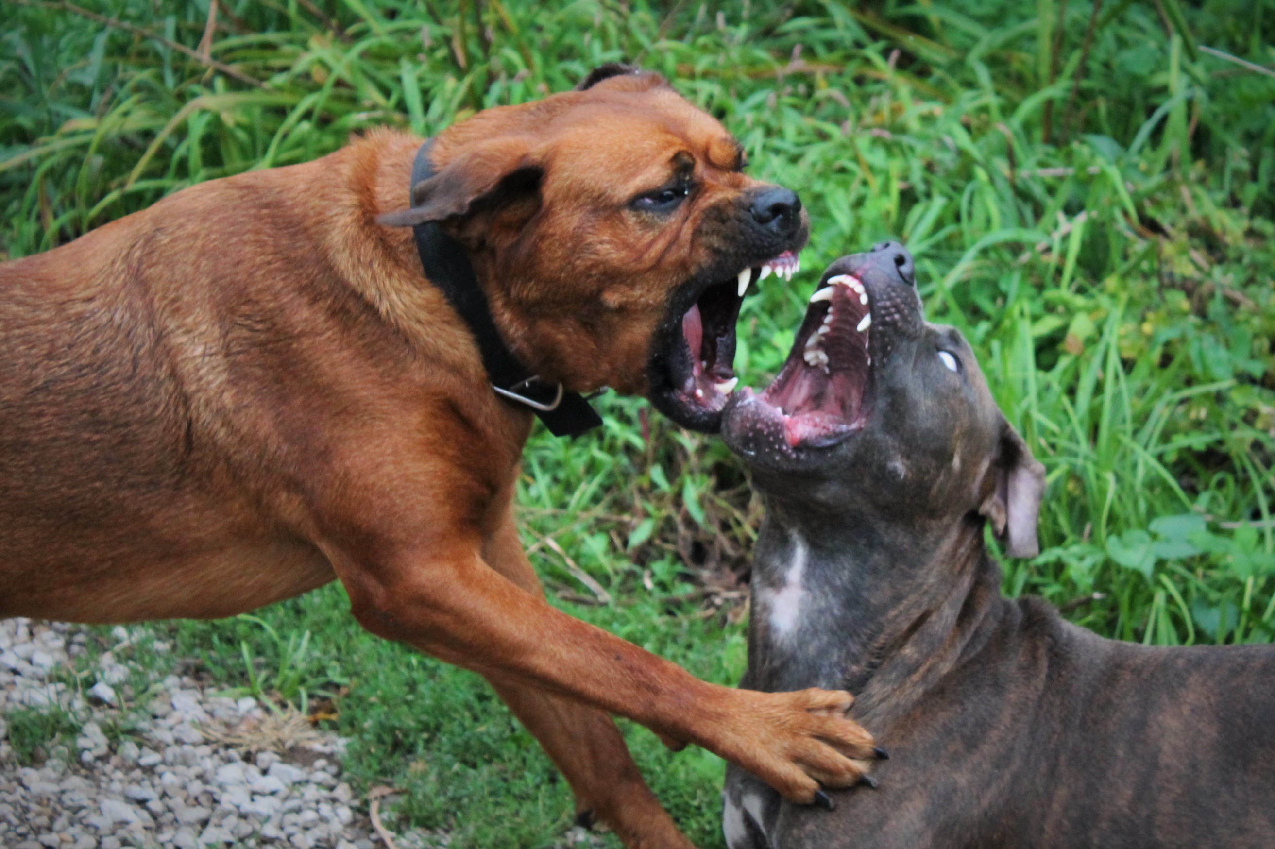 罗威纳犬价格多少钱一只比特犬vs罗威纳犬