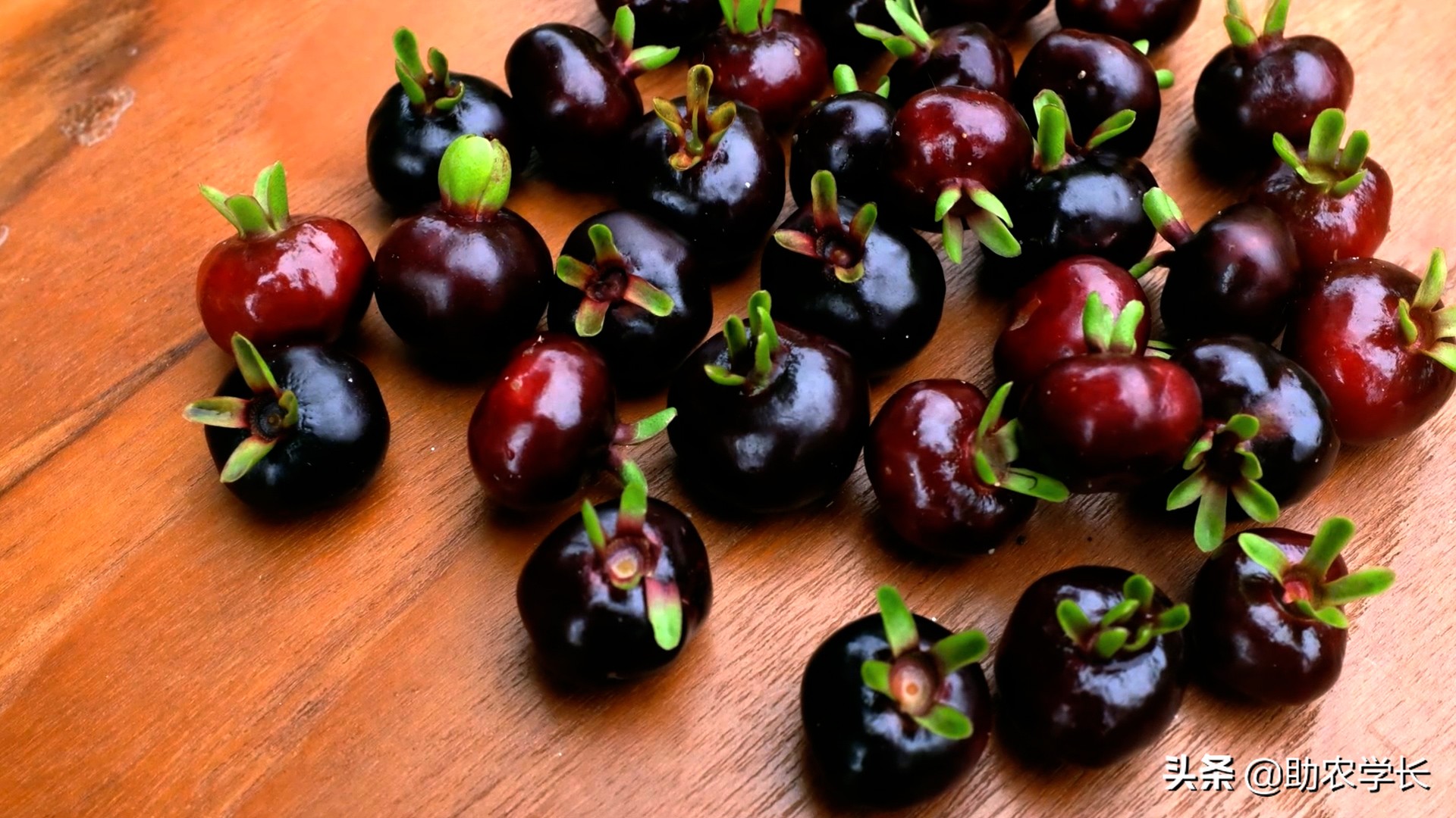 巴西樱桃到底是不是樱桃,种植农户被坑了吗?