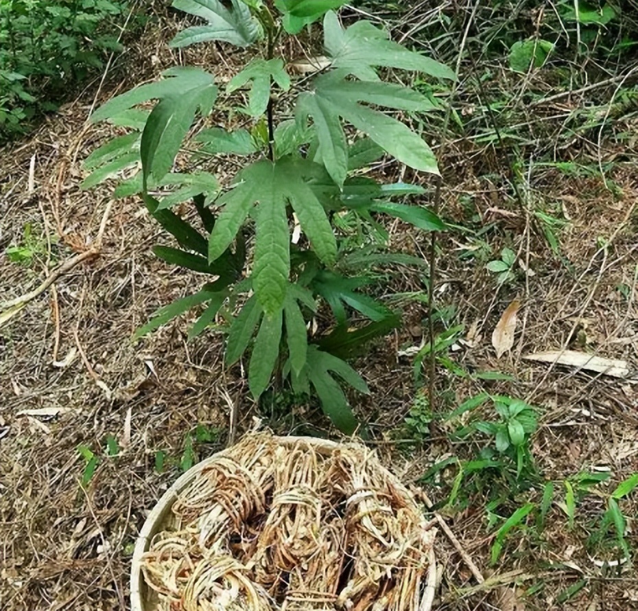 葉像手指,果似毛桃,專屬廣東人的