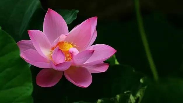 爱花如你，知道中国的十大名花都是哪些吗？