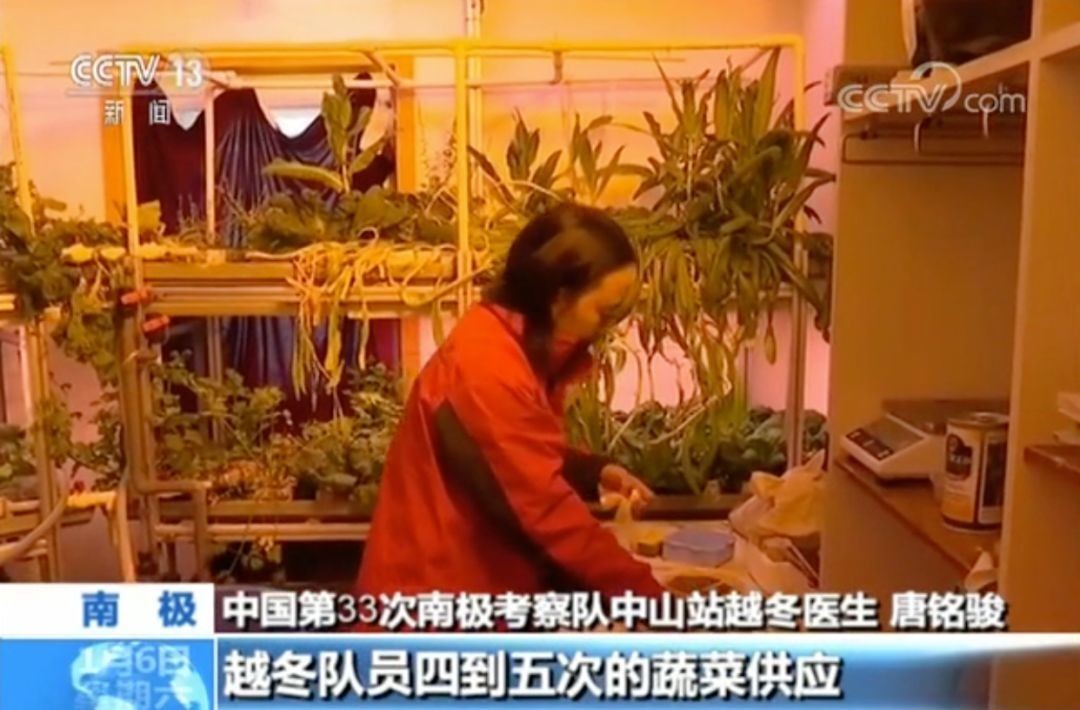 种菜真的有种族天赋！中国科考队在南极种菜，“馋哭”俄罗斯人