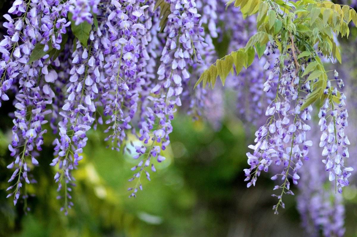 盘点九种既悲伤又虐心的花语的花