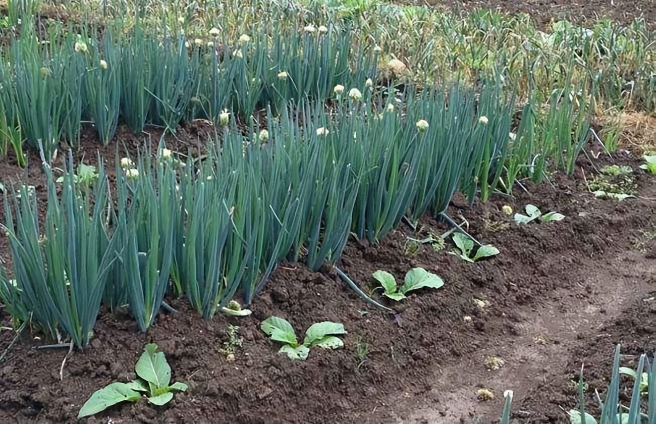 大葱的花苞，其实是个养生宝贝？懂得吃有这几种好处，健康又解馋