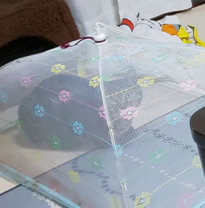 小猫的生日礼物（猫咪过生日送什么礼物）