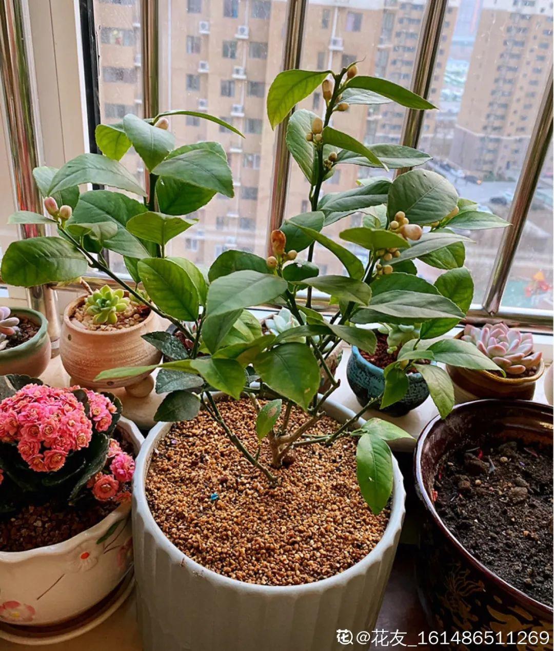 卧室适合放什么花（卧室养这4种花养人养身心）