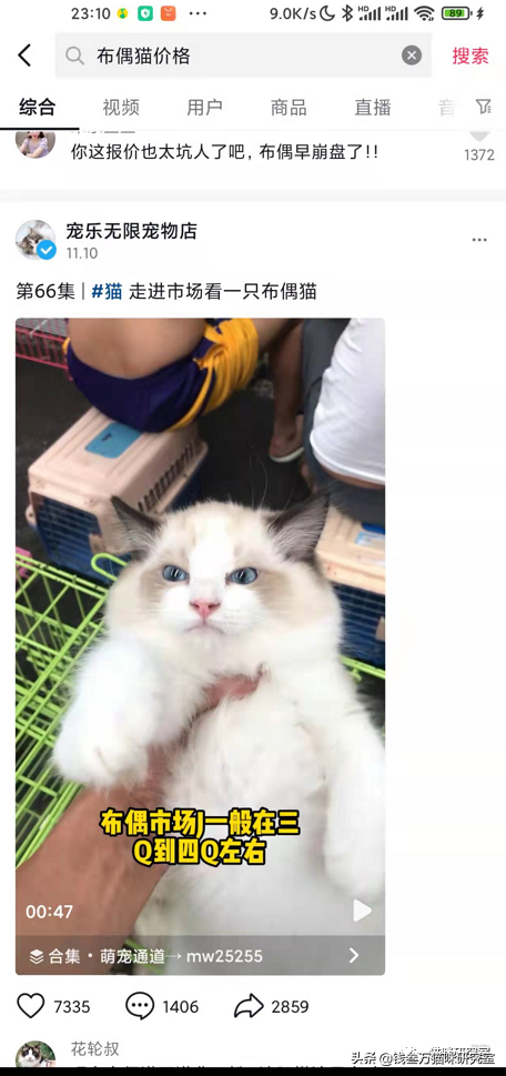 买猫防坑指南3：猫的价格规律，和三十种常见品种猫的合理价格