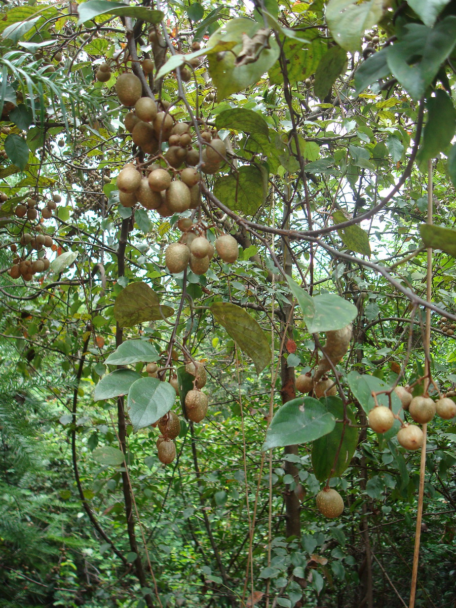 小时候常见的"野果子",你能叫上名字吗?