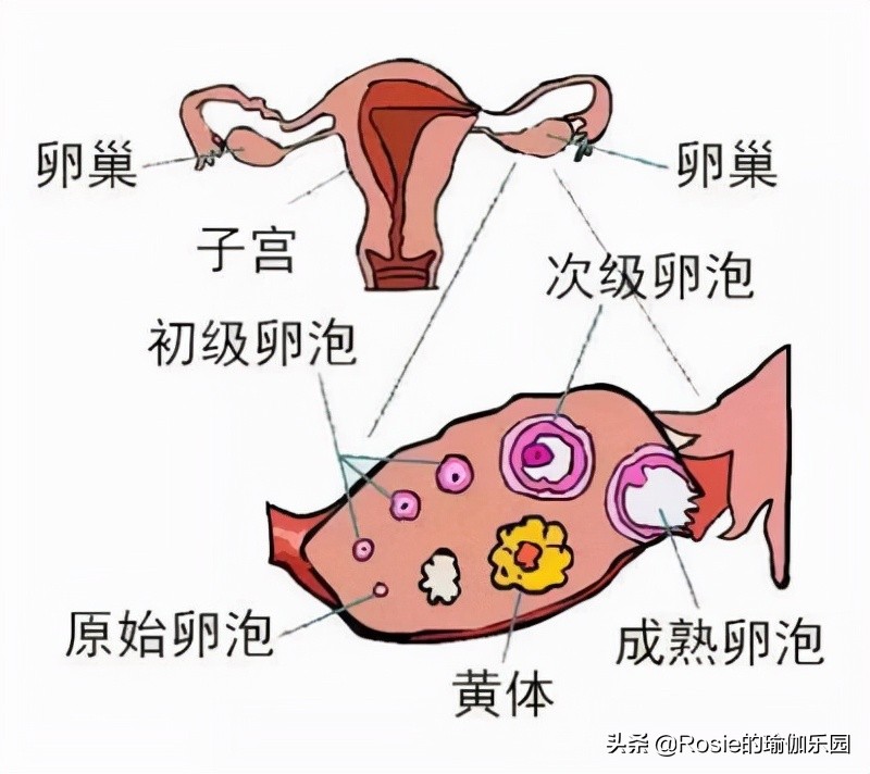 石原里美宣布怀孕，如何保养卵巢更逆龄？每天坚持4个瑜伽动作