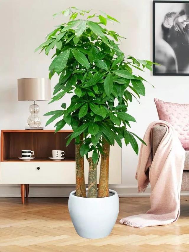 客厅最旺宅的大型植物（吸废气造氧气，旺家又吉利）-第43张图片