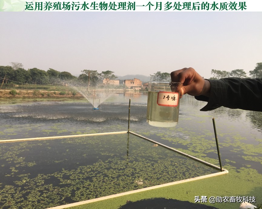 養(yǎng)殖場周邊的魚塘水庫被養(yǎng)殖廢水污染快速簡單地處理技術(shù)