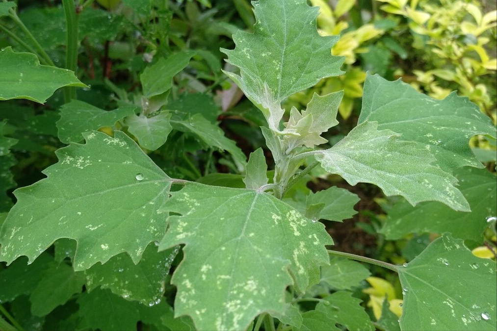 山蒜长什么样子（春天到了30种野菜辨别图片）