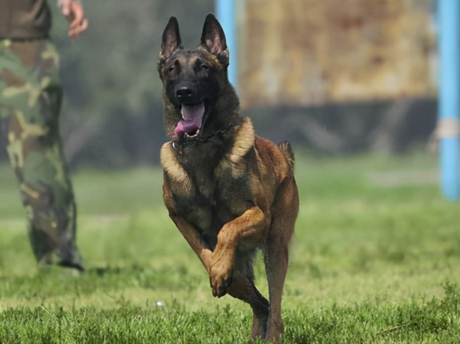 马犬如果训练得不好的话,会经常自己跳出围墙,跑出去玩耍,甚至还会