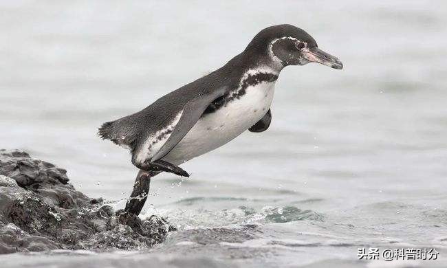 企鹅是仅存的恐龙？揭开企鹅隐藏的秘密，唯一能在水中飞行的动物