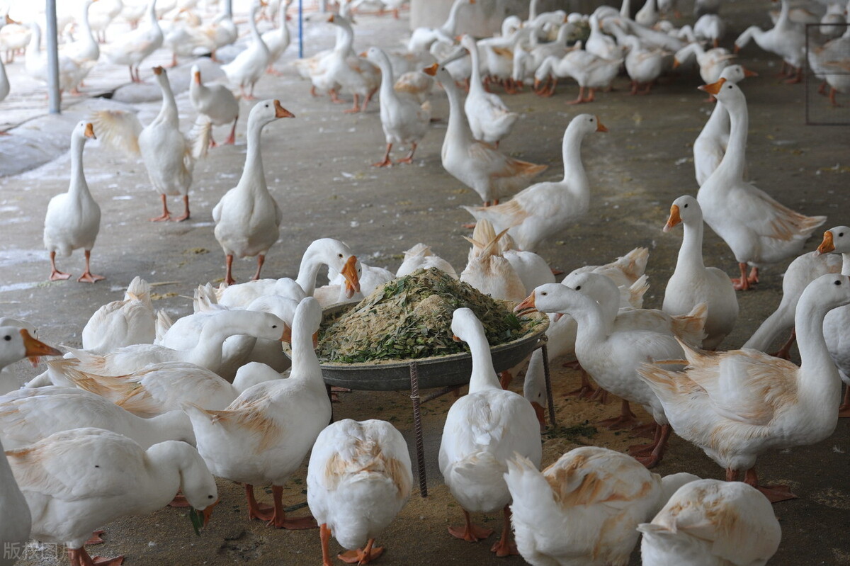 5斤老鹅98元网上月销近千只，养鹅产业正当时，但三道门槛要迈过