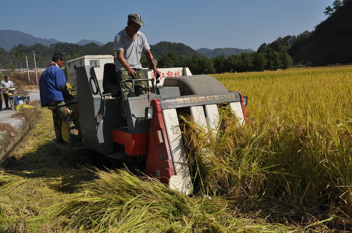 中信发起杂交水稻创新联盟，协同攻克及培育突破性技术
