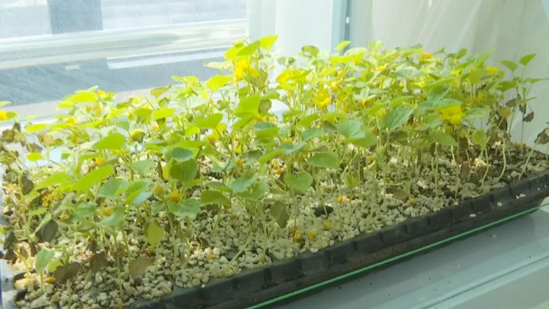 好品山东｜西瓜随便吃，种子得留下！这是啥操作？