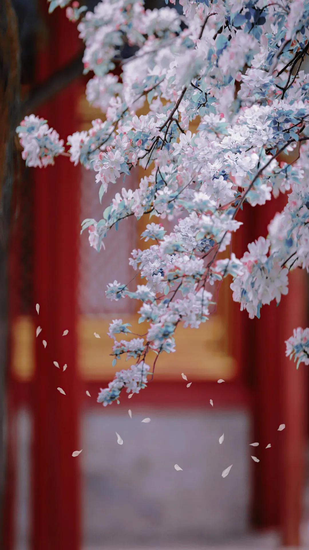 关于五年的唯美句子_晶羽科技